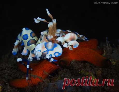 «Звезды на Красной до — National Geographic Россия Креветка арлекин&nbsp;&mdash; Harlequin shrimp&nbsp;&mdash; Hymenocera picta. Bali, Melasti. Nikon D&nbsp;80, 60&nbsp;mm, in S&S, 2*S&S 110, 1&#47;125, f&#47;22, ISO-100, -0.3 EV.