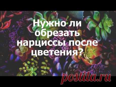 Нужно ли обрезать нарциссы после цветения?