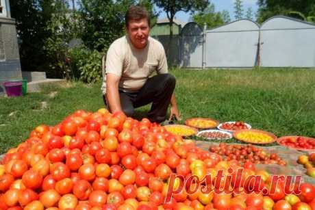 Волшебный бальзам для роста помидоров от садовода-огородника Владимира Андриянина  / Солнышко