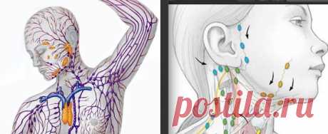 ОЧИЩЕНИЕ ЛИМФЫ в организме: Бесценные рецепты фитотерапии Практически от этой системы зависит иммунитет человека, а иммунитет – это Жизнь!
