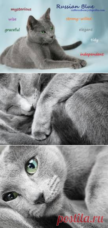 cats - Google Search