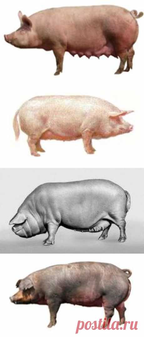 Свиноводство для всех: Свиноводство - популярные породы свиней и их главные характеристики.
