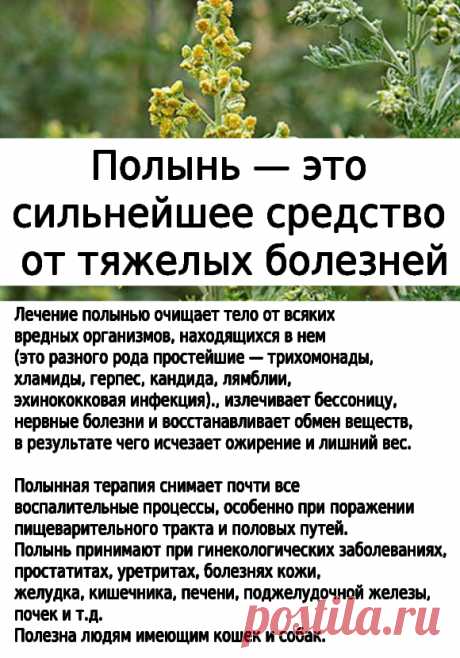 На курс достаточно 100 г сухой полыни.Курс лечения полынью горькой — 7 дней.Первые 3 дня... ✅ Нажмите ЗДЕСЬ , чтобы ОТКРЫТЬ !