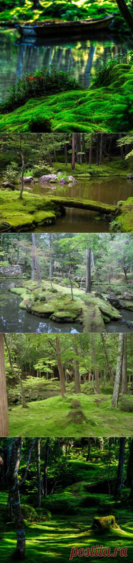 Японский сад мхов / Туристический спутник