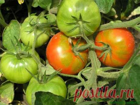 Почему не завязываются помидоры | Азбука садовода