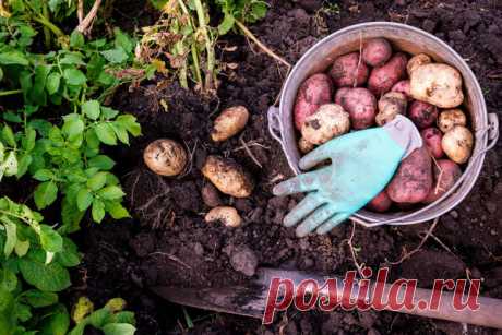 Как вырастить здоровый картофель: посадка и уход от а до я