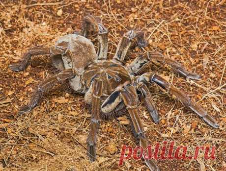15 самых опасных пауков в мире | Наука и техника