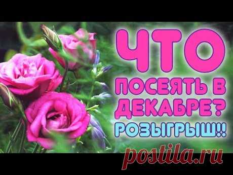 СРОЧНО ПОСЕЙТЕ ЭТОТ ЦВЕТОК УЖЕ В ДЕКАБРЕ!