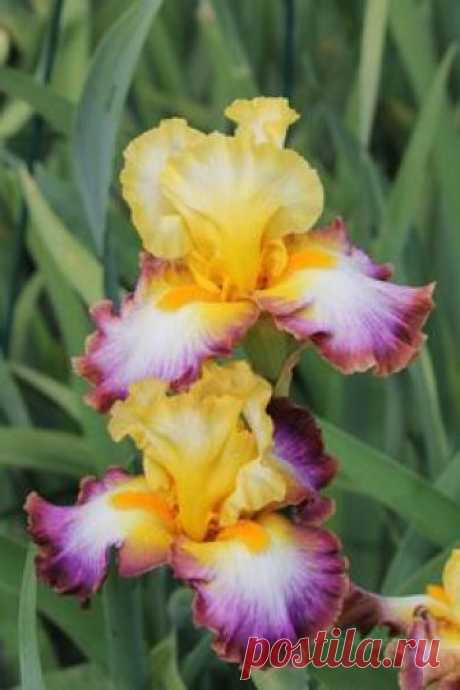 Photo of Tall Bearded Iris (Iris 'Rainbow High') uploaded by ARUBA1334