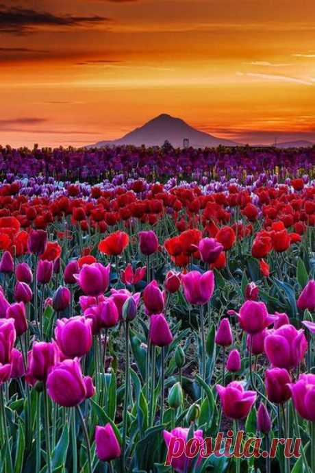 Sunset in Tulip Farm in Woodburn, Oregon / Flickr / by Mariano Cuajao | Patricia Parden приколол(а) это к доске Mother Nature's Touch