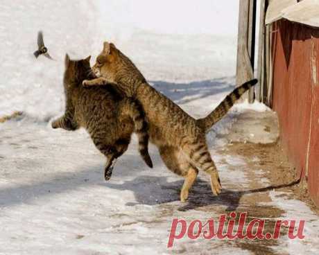 Cats Fight | Funny cats