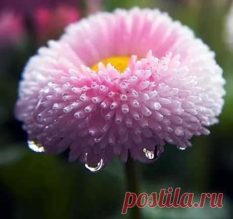 цветок Маргаритки картинки: 14 тыс изображений найдено в Яндекс.Картинках