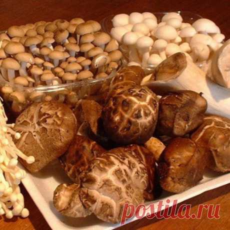 Целебные грибы шиитаке, мейтаке, рейши, кориолус и кордицепс