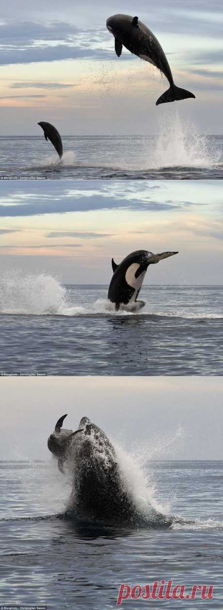 Касатка преследует дельфина. Фоторепортаж