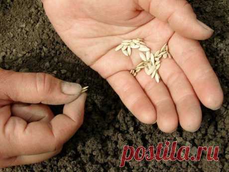 10 секретов отменного урожая огурцов
