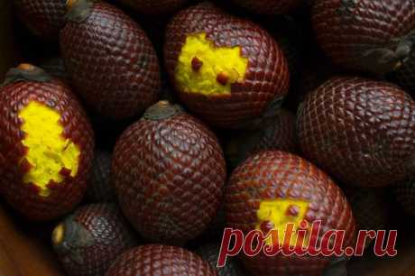 10 редких экзотических фруктов, которые вы увидите в первый раз.


Агуахе — плод пальмы из Перу. Он покрыт чешуйками, под которыми прячется сладкая желтая мякоть. Местные делают из агуахе варенье, джемы, вино и даже наносят его на кожу, чтобы защититься от солнечных ожогов. Этот фрукт — чемпион по содержанию витамина А и фитоэстрогенов, которые полезны для женщин.