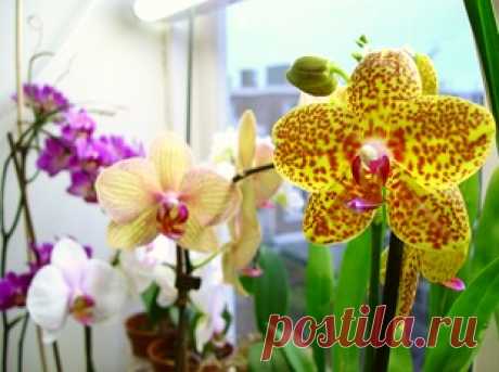 Орхидея: пожелтел лист – что делать?
