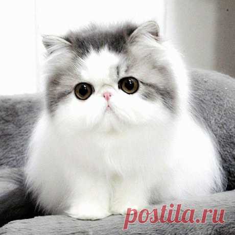 I love this cat. Persian. | Kitty Cat