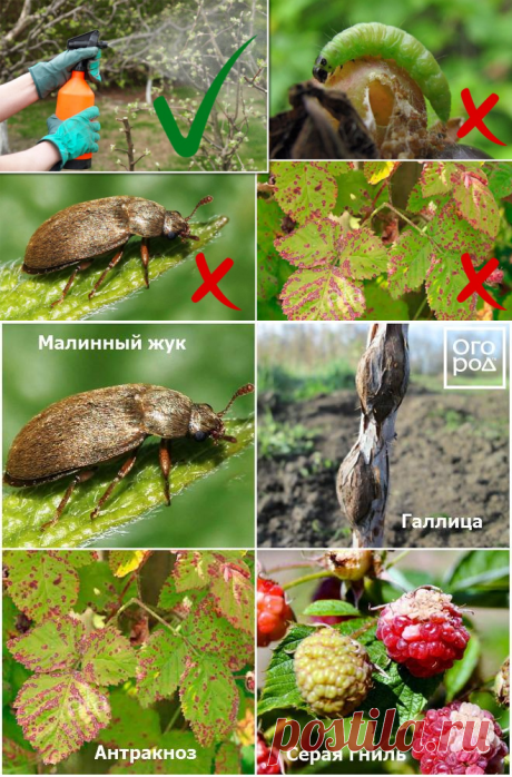 Чем обработать ягодные кусты против болезней и вредителей ранней весной | В саду (Огород.ru)