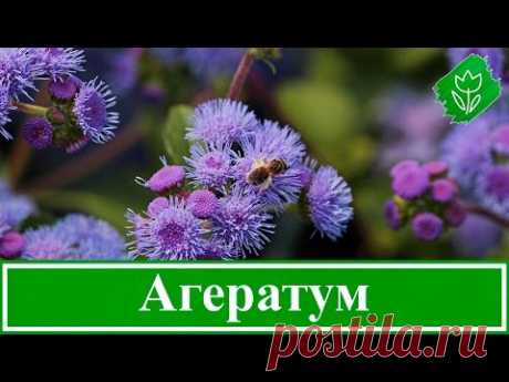 Цветок агератум: посадка и уход в открытом грунте, фото, выращивание из семян