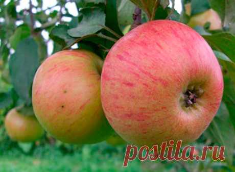 Сорт яблони Медуница: фото, отзывы, описание, характеристики.