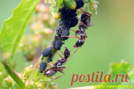 Эффективные способы и средства от муравьев в огороде