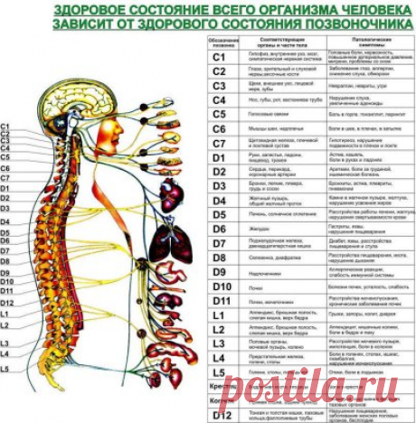 Жалобы при болях отдельных позвоночников и что это означает