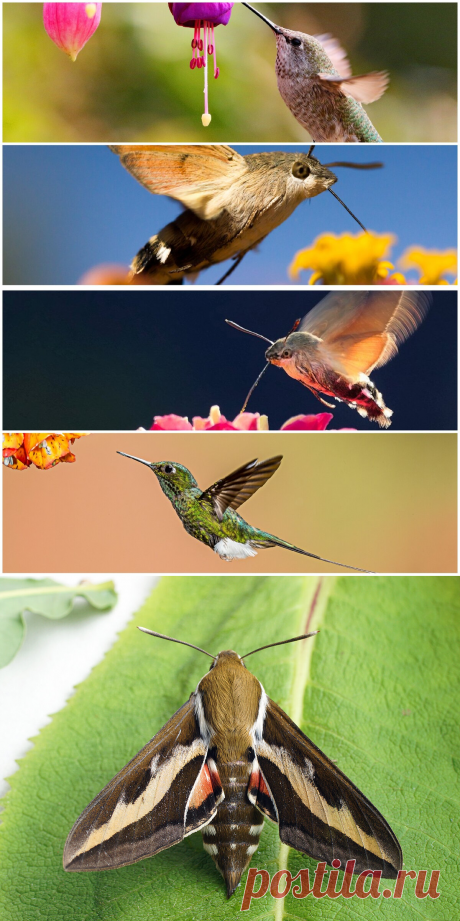 На отдыхе в Анапе увидела колибри. Присмотрелась и поняла, что это огромная бабочка | PetZona.Ru | Яндекс Дзен