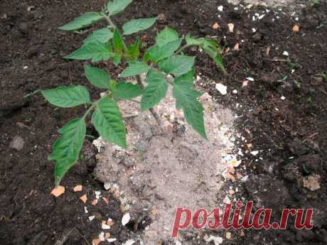 Зола для томатов: защита, удобрение, лечение