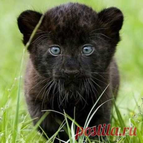 Маленькая черная пантера