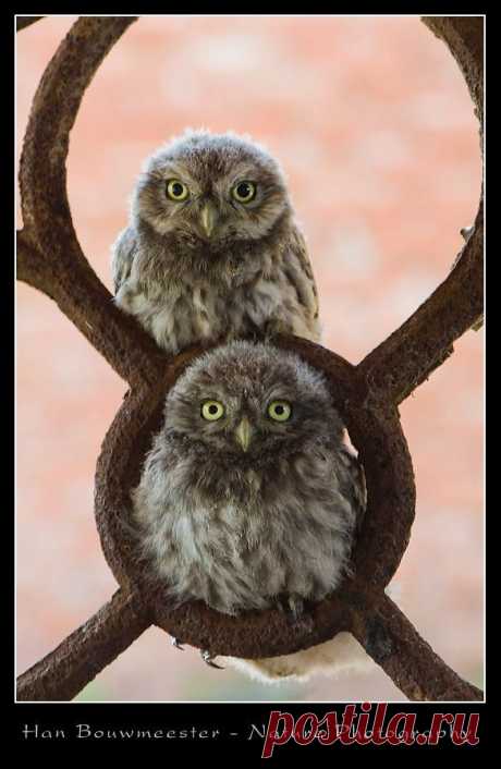 Little owls | BIRDS