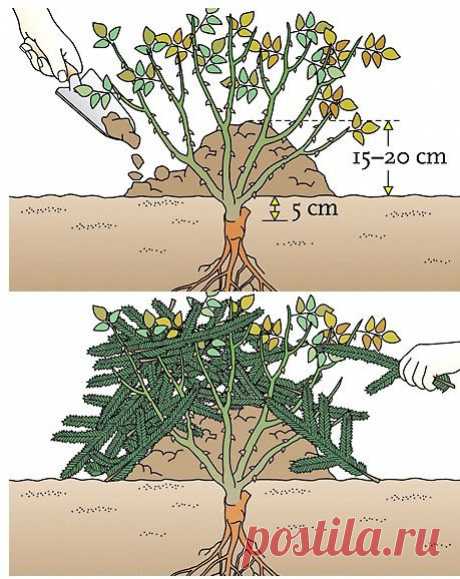 Как укрыть розу на зиму