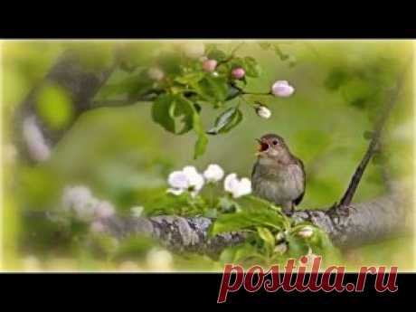 1 Час - Прекрасное Пение Соловья / Nightingale Singing & Forest Birds