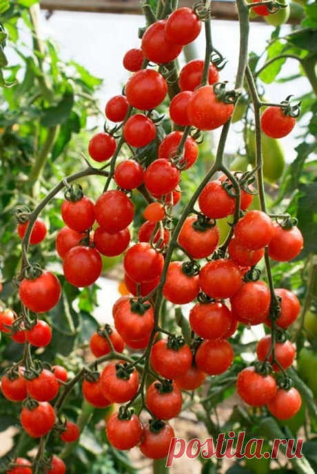 Сажаю не более 8-10 кустов томатов: хватает себе и еще угощаю соседей! Показываю какой именно сорт | Чистый огород Пульс Mail.ru