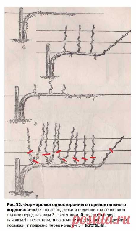 Формировка винограда кордоном-обрезка винограда