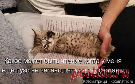 Невероятно милые котоматрицы / Питомцы