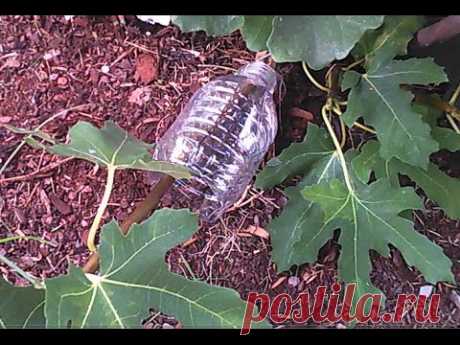 How to air layer a fig tree using a plastic bottle, start to finish