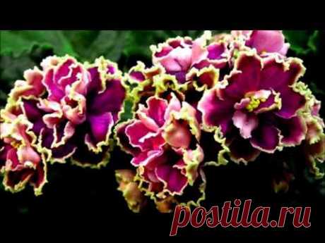 Фиалка - сказочный цветок - Violet fairy flower