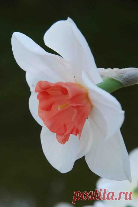 first flowers