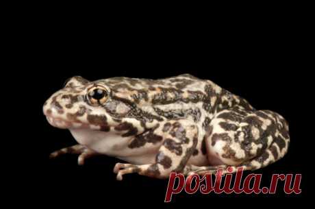 African Bullfrog Stock Photo | Getty Images