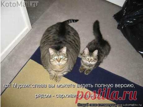 юмор | KotoMail.ru