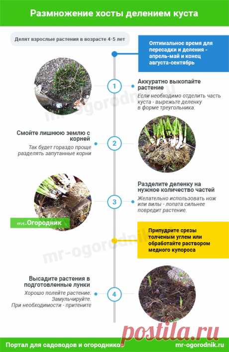 Рекомендации по делению хосты