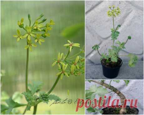 Species hybrids | Pelargonium – Edgar's site