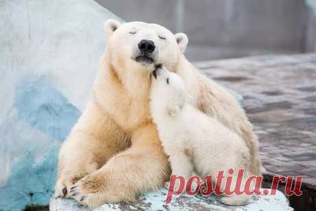 «Фото Белый медвежонок ластится к маме медведице» — карточка пользователя annatomskaja в Яндекс.Коллекциях