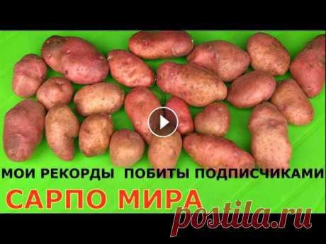 Картофель САРПО МИРА, у кого какой урожай? Sarpo Mira Potatoes Помощь каналу, карта Сбербанка - 4276 3800 7513 3459 На канале: Наталья Сморчкова и другие авторы из разных регионов - результаты ...