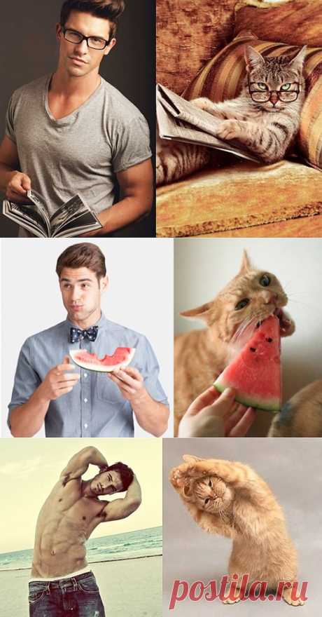 Сравнение мужчин и котов / Всё самое лучшее из интернета