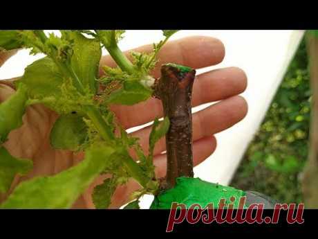 прививка летом. grafting the apricot in summer. apricot tree