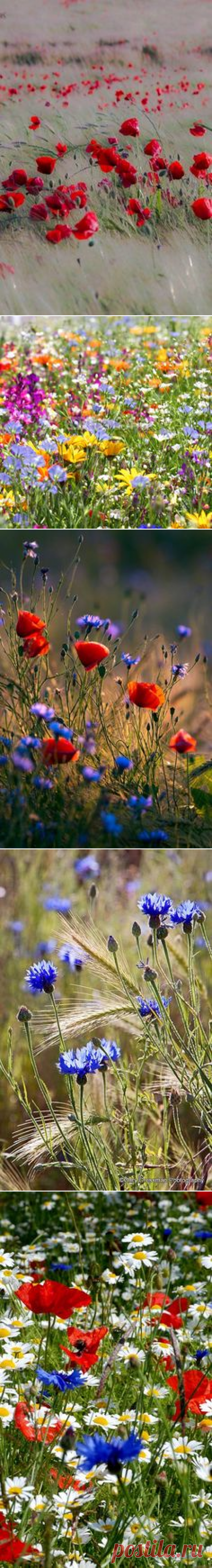 (1077) Wildflowers | Strange flowers