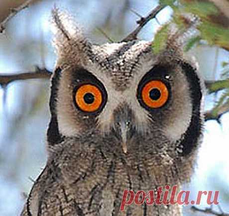 White-Faced Scops Owl – The Transformer Owl | Animal Pictures and Facts | FactZoo.com