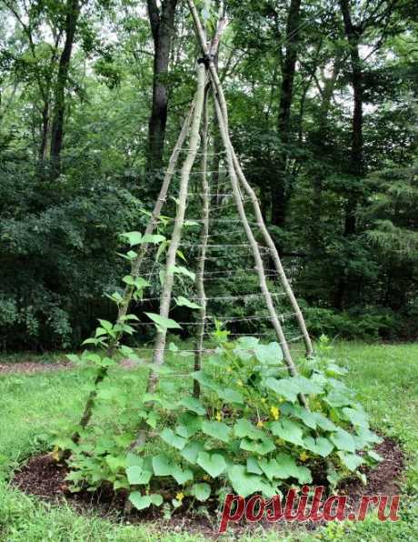 Как сажать огурцы в шалаш и выращивать рассаду в «улитке» :: Сад и огород